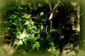 Into the woods of dappled light …