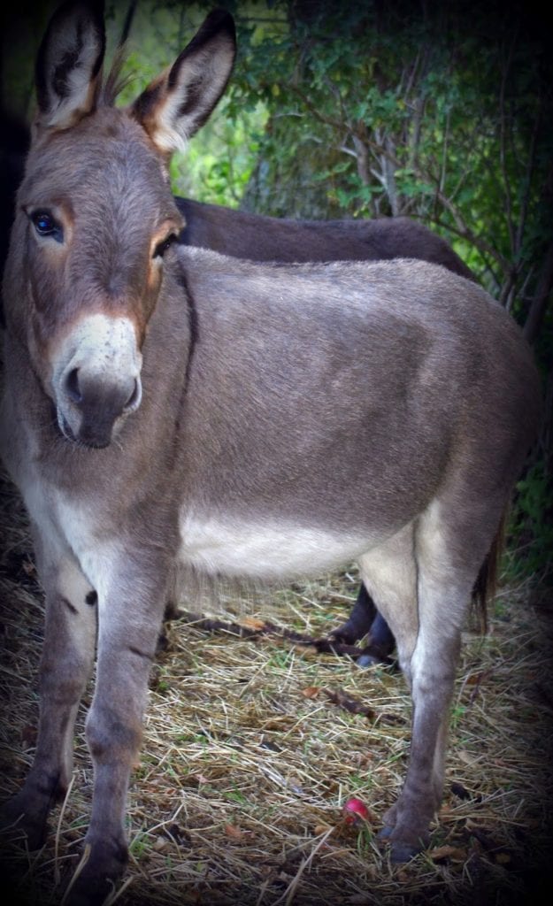 Your Savior King Comes to You … Palm Sunday 2024